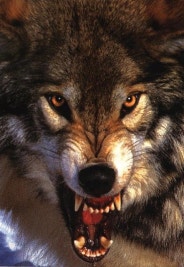 - 견우별 The starseeker -