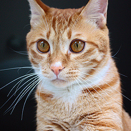 동성 정로환 / 정로환 가격 / 정로환 효능 : 네이버 블로그