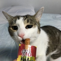 시골고양이 그래 시골고양이