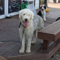 돌쇠야! 밥은 먹고다니냐?