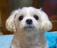 개집사의 아지트