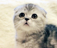 일상, IT 블로그