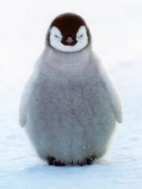 펭돌이의 여름 꿈