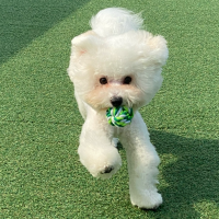 호빵이랑 함께하는 일상들