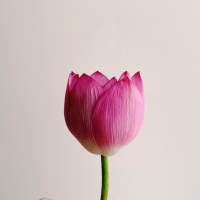 턱없는소녀의 일기