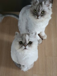 챠오집,육아육묘이야기