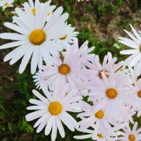 베니틸다의 소소한일상