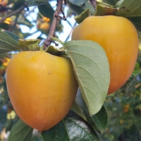 직장인 맛기록장