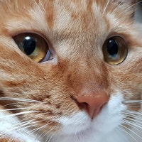 똥꼬발랄 쿵이네