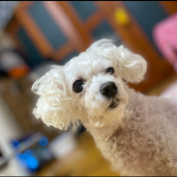 양양이를 사랑하는 한 여자의 이야기