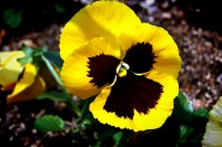 내일은 행복할꺼야