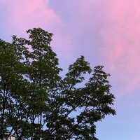 개 똥 이 모 라 이 프