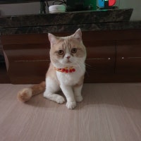 콩아리 집사로 살아가는 법