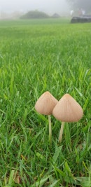 콩새의 아름다운 세상