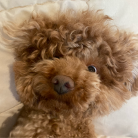 무력함에 지지 않는 떼누나