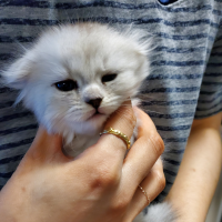 모찌 모찌 이야기