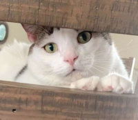 에일리의 다이어리