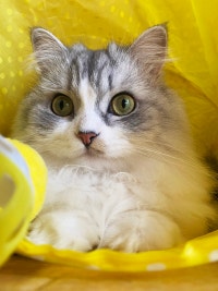 ♥___뽀 솜 시루네___♥