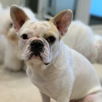 프렌치불독(토르) 개엄마 일상