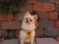 꽁이네 맛슐랭가이드