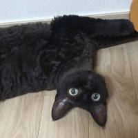 육아하고 일하고 즐기고 먹는 매일.