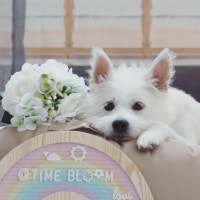 사랑둥이 크림이네