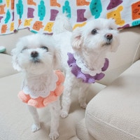 아기와 강아지가사는 집