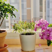 김주부의 평범한 일상