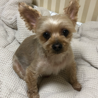 붕붕월드: 반려견과 함께하는 일상