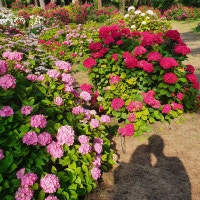 다아미의 소소한 행복