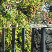 제주사는 뺄래기똥