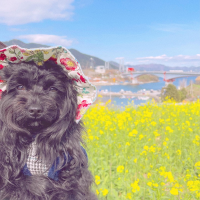 메리야놀러가자 반려견동반여행