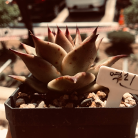 Van echeveria 2022