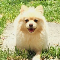 꼬꼬의 일상이야기