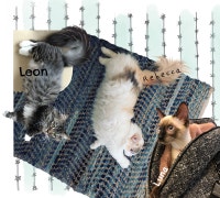 주인장 집사와 3냥이의 좌충우돌 일기