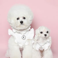 흰복숭이 오누이