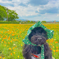 메리야놀러가자 반려견동반여행
