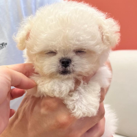 민똥이랑 나랑 일상기록