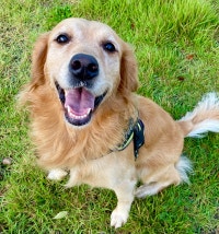 오늘도 소담하개