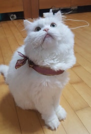 아낌없이 도움을 드리는 수진이의 '월로제나 상점'♡