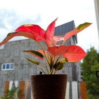 영어 말하기가 습관이 되는 이보영의 토킹클럽