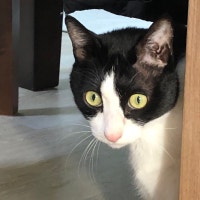 ❀(*´◡`*)❀고로롱 고로롱❀(*´◡`*)❀