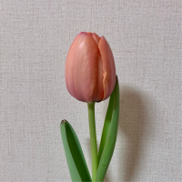 리틀쏘레스트 *