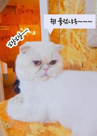 호잇! 호잇! 홍반장