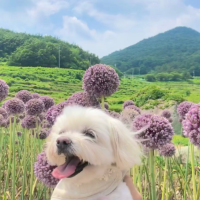 밤비로그 (っ⊂•ᴥ•⊃)っ