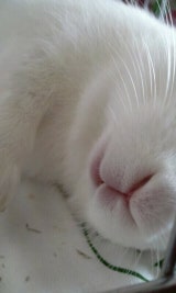 말 많은 소비요정의 미식기행