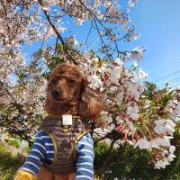 낑깡의 소소한 블로그